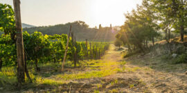 Huur een auto en bezoek de beste wijngaarden en wijnhuizen in Italië